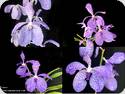 Vanda coerulea Loas